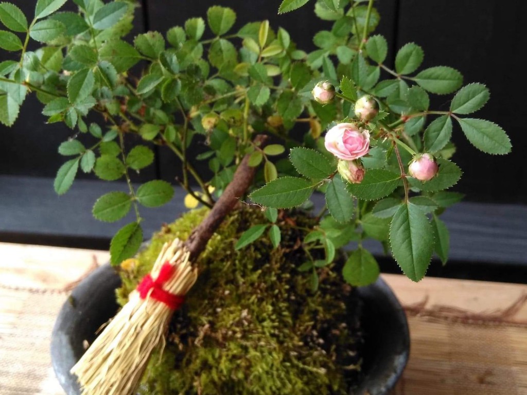 【10/21満席】土、苔、木 ~ バラの苔玉づくりとお抹茶席(第3回)