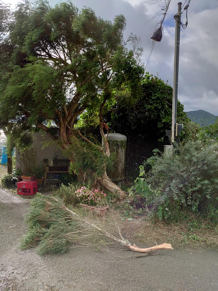 台風一過～ティートゥリー倒木