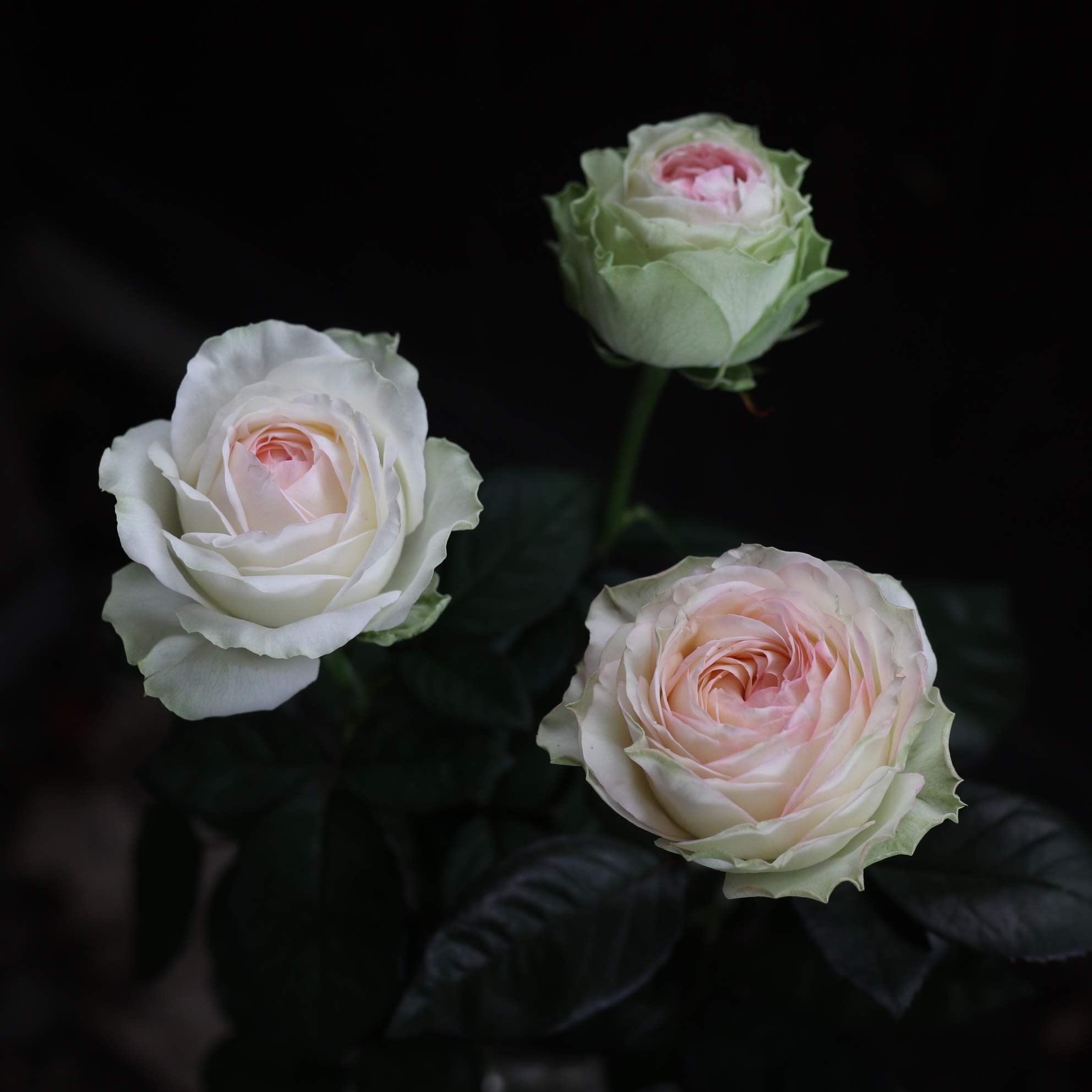 アルヌワブラン