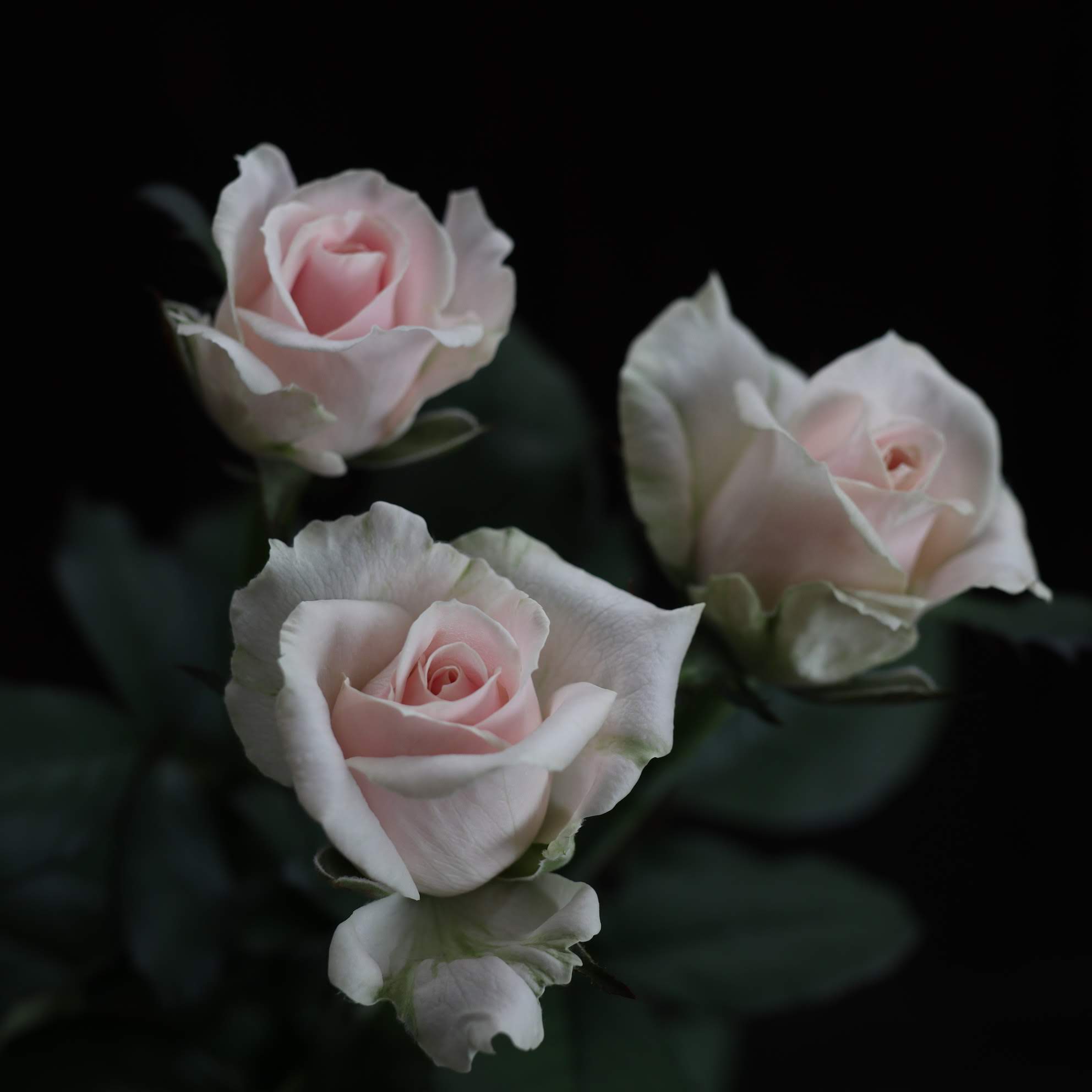 スイートアバランチェ