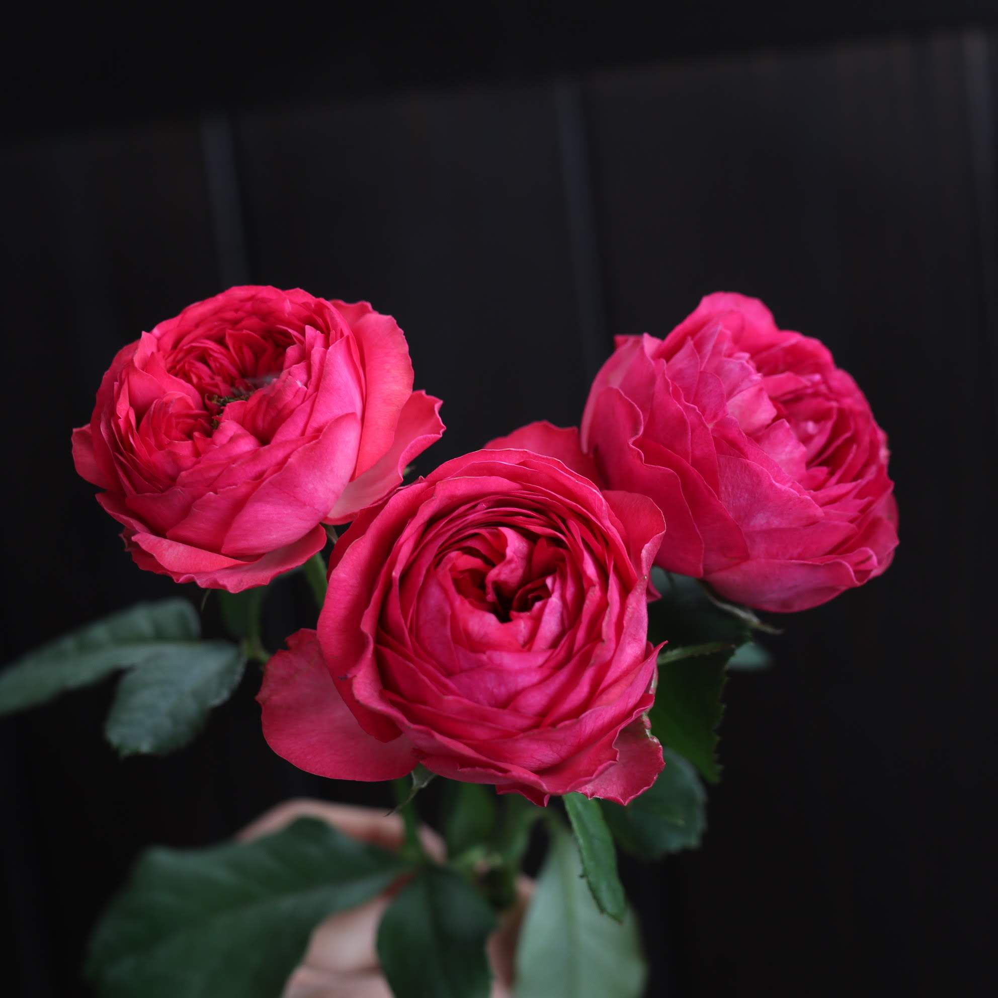 カーマインクラシック