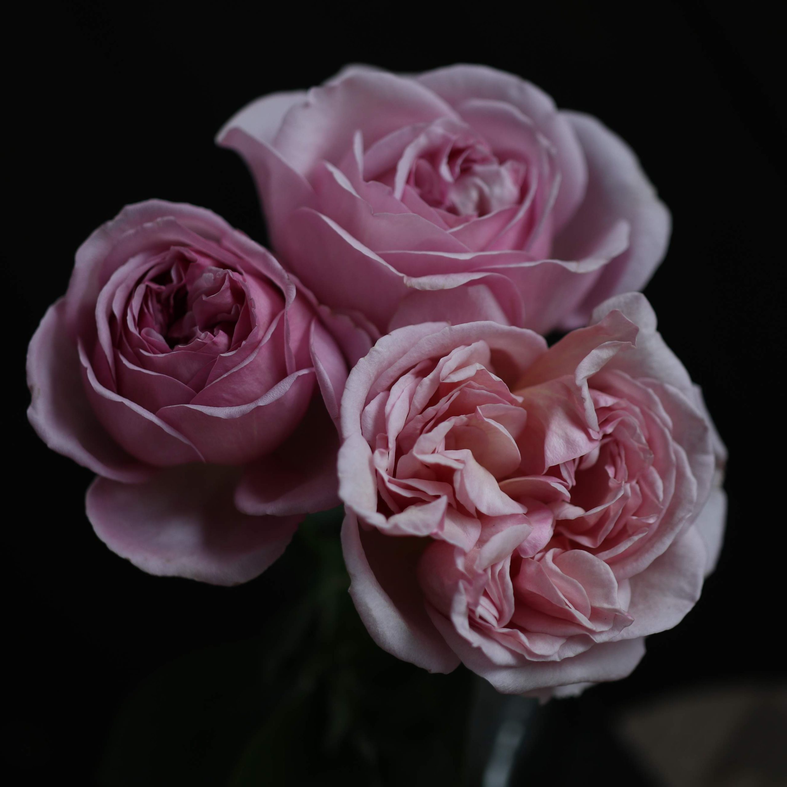 ショコラロマンティカ