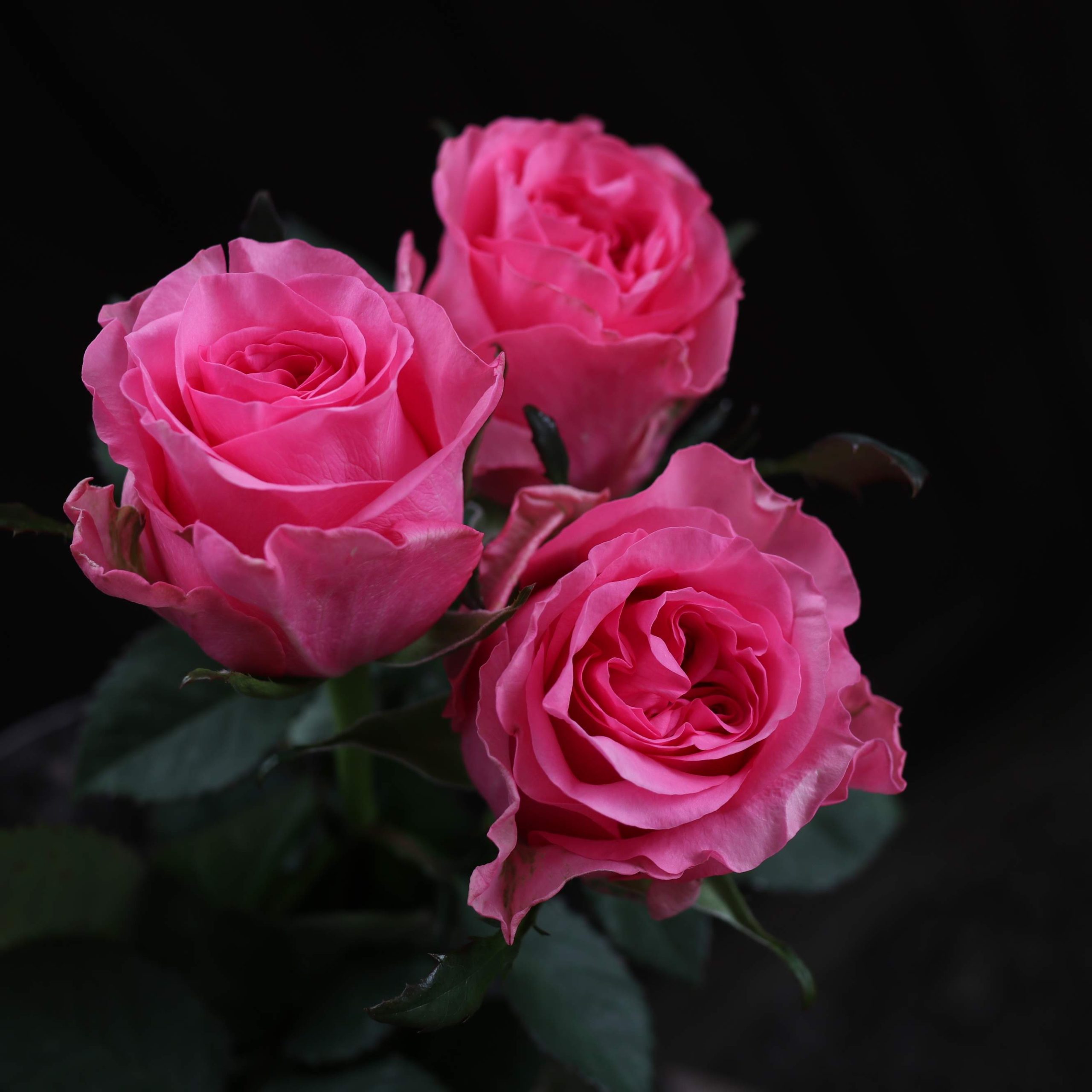 ピンクダイアモンド