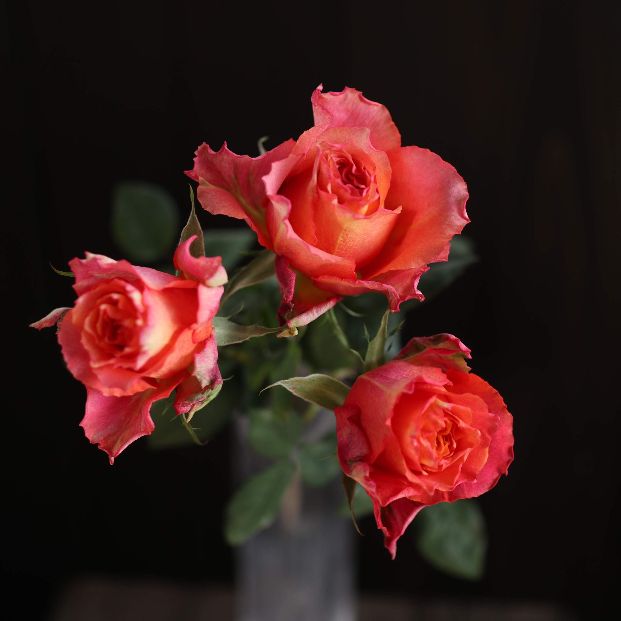 オレンジサンセット